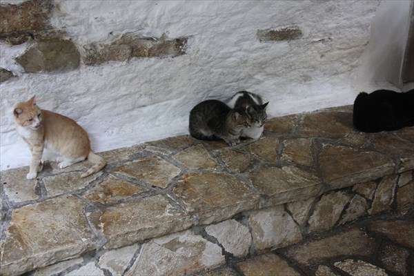 075-Монастырские кошки